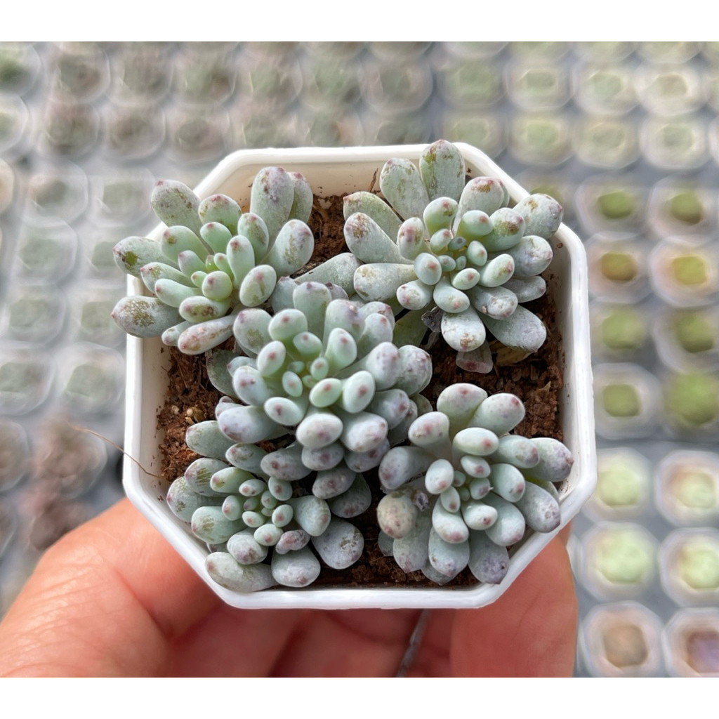 GRAPTOPETALUM PACHYPHYLLUM BLUEBEAN กุหลาบหิน ไม้อวบน้ำ 2 นิ้ว