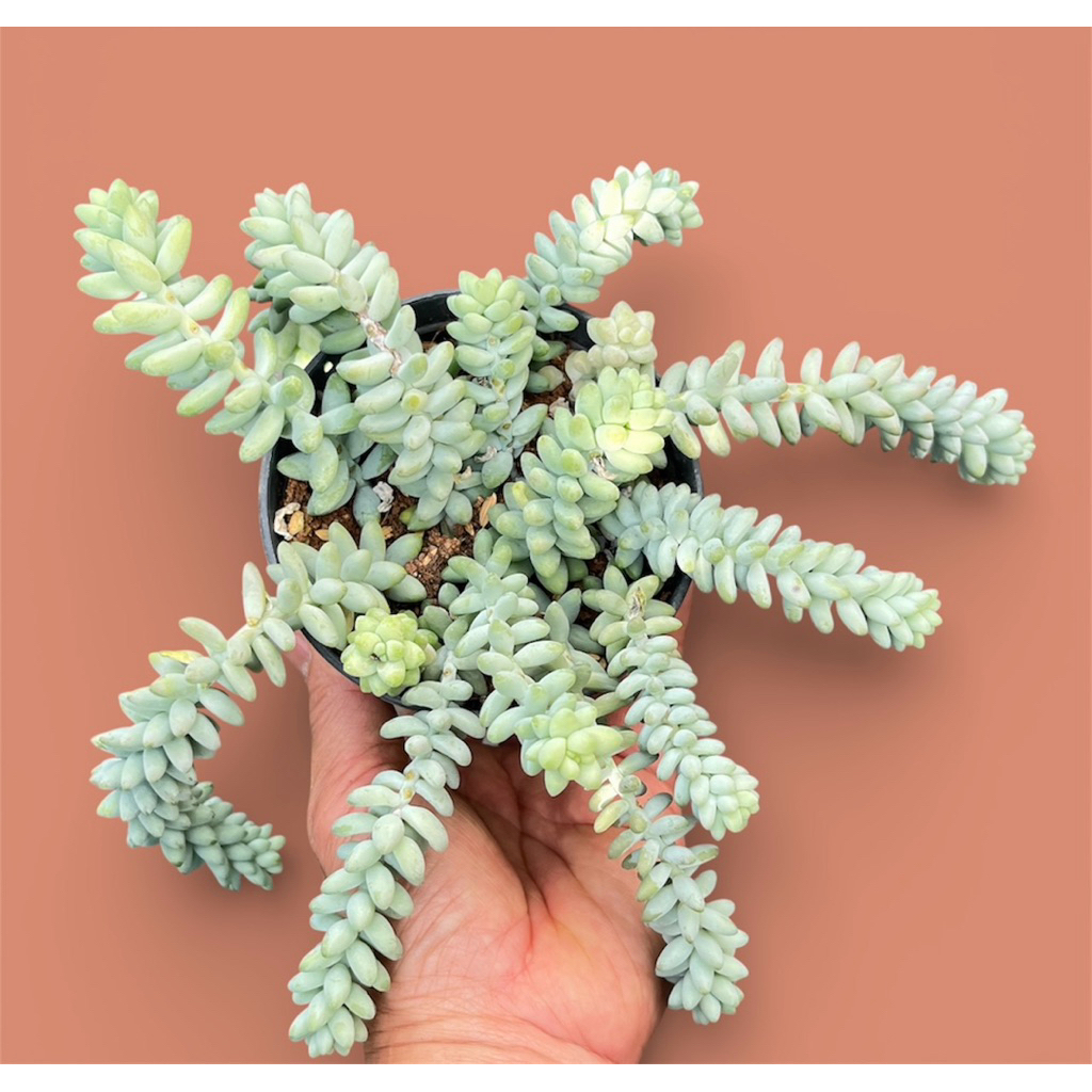 Sedum morganianum (รวงข้าว) กุหลาบหิน ไม้อวบนำ้ น่ารักๆ กระถาง 4 นิ้ว