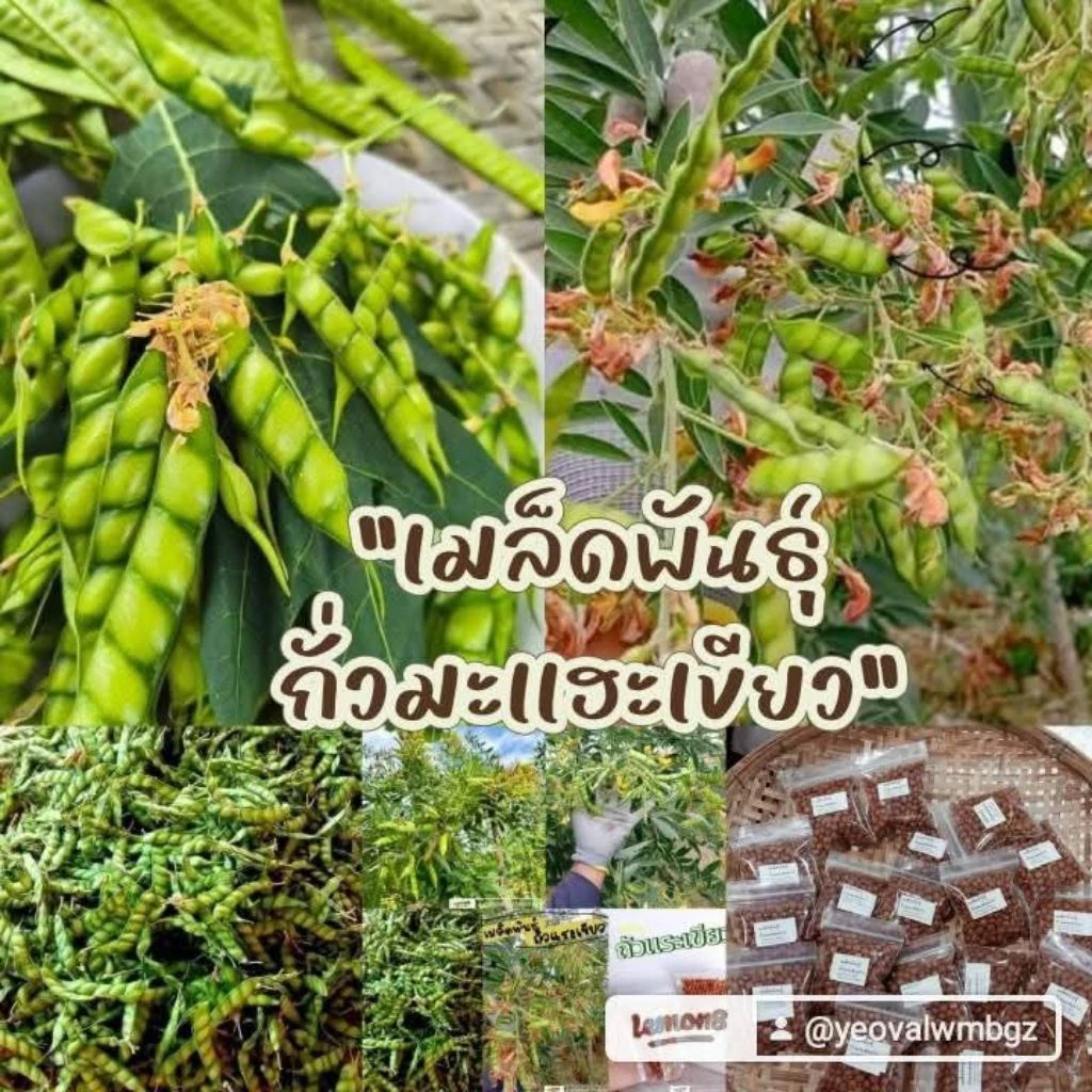 เมล็ดพันธุ์ถั่วมะเเฮะเขียวถั่วแระเขียว300เมล็ด 39บาทซื้อ 2 แถม 1