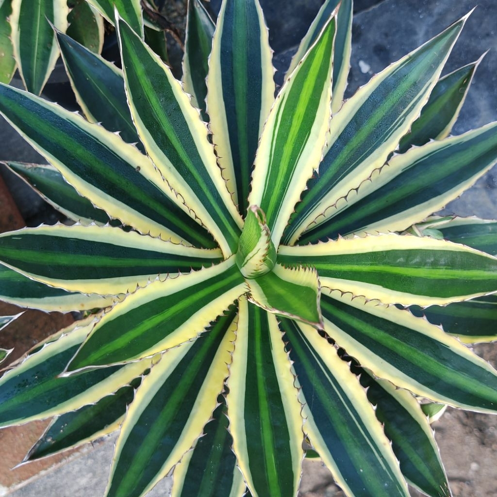 Agave lophantha 'Quadricolor' 💯 ต้นใหญ่