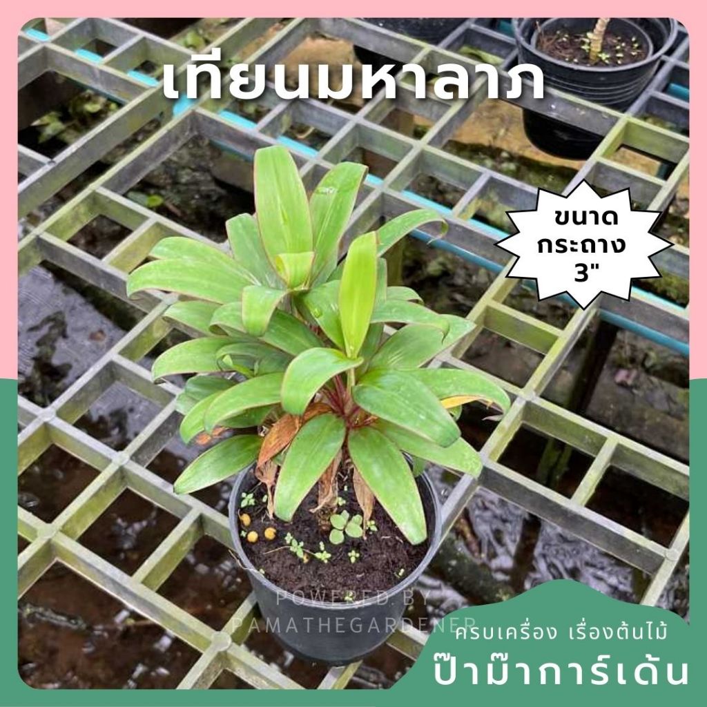 เทียนมหาลาภ พร้อมกระถาง 3 นิ้ว