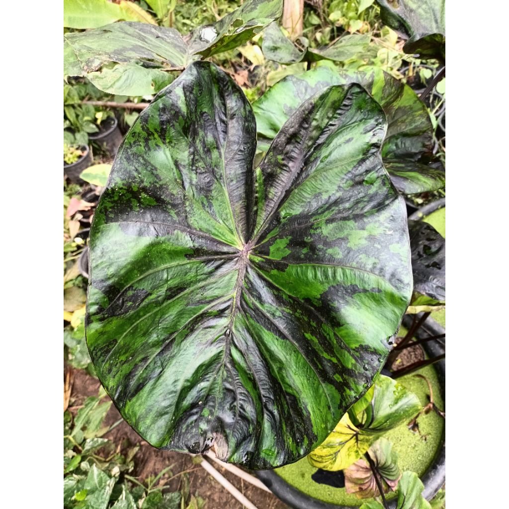 Colocasia emerald galaxy.