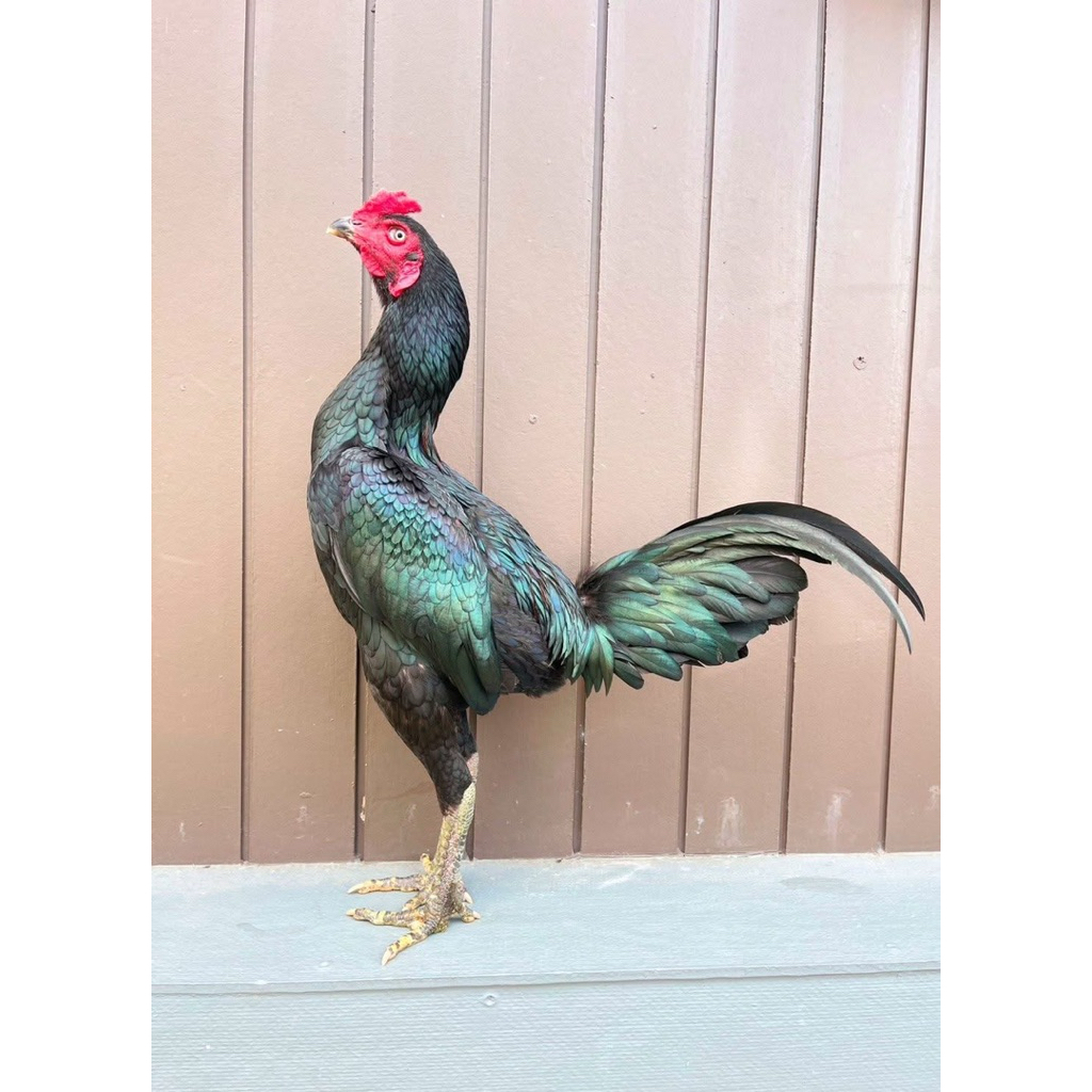 ไข่เชื้อไก่ชน ลูกกุมารจีน รับประกันเชื้อ จัดส่งด่วนทั่วประเทศ ราคา ถูกที่สุด ดีลบีเคเค แกลเลอรีภาพที่ 4