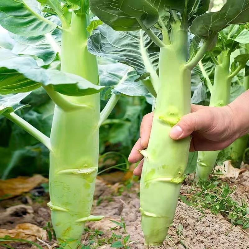 （สินค้าพร้อมส่ง）คะน้าเห็ดหอมยักษ์ เมล็ดพันธุ์คะน้าเห็ดหอม 100 เมล็ด ก้านยักษ์ อวบจริง ทานอร่อย