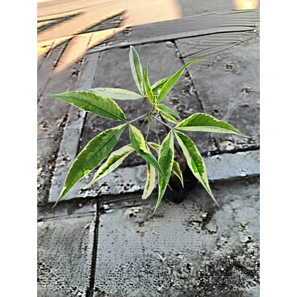 ต้นกุ่มน้ำด่าง(Three-leaved Caper Variegated)