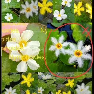 💮Nymphoides.💮บัวบาร์รูปห้วใจ💮น่ารักเลี้ยงง่าย*ดอกออกตลอดปี.💮ออกดอกทุกวัน💮อ่างปลาตุ้ปลา.+++.🥀