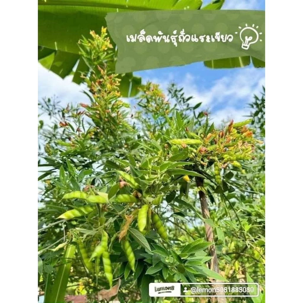 เมล็ดพันธุ์ถั่วเเฮ ถั่วมะเเฮะ200เมล็ด39บาทซื้อ 2 แถม 1