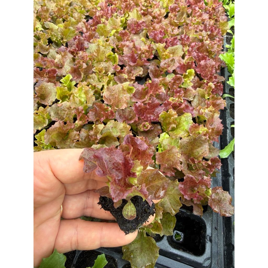 กล้าสลัดเรดโครอล ชุด 12 ต้น - รูปที่ 3