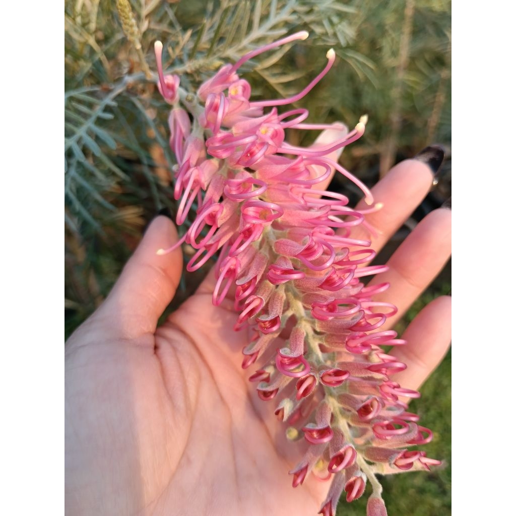 สนเกรวิลเลีย (Grevillea) ดอกสวย หลากหลายสี