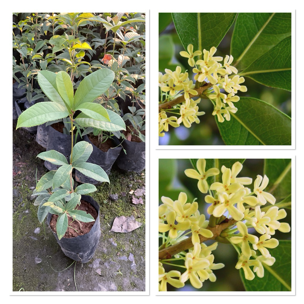 ต้นหอมหมื่นลี้ สารภีฝรั่ง สารภีอ่างกา Sweet Osmanthus ไม้ดอกหอมอมตะนิรันดร์กาล (30-50cm)