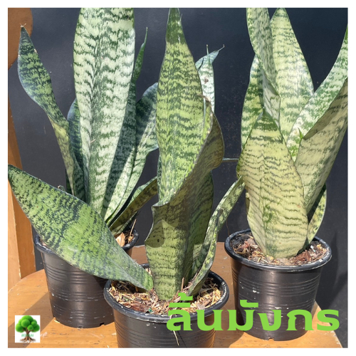 ลิ้นมังกรเอธิโอพิกา ชื่อวิทยาศาสตร์: Sansevieria aethiopica Thunb. วงศ์: Asparagaceae