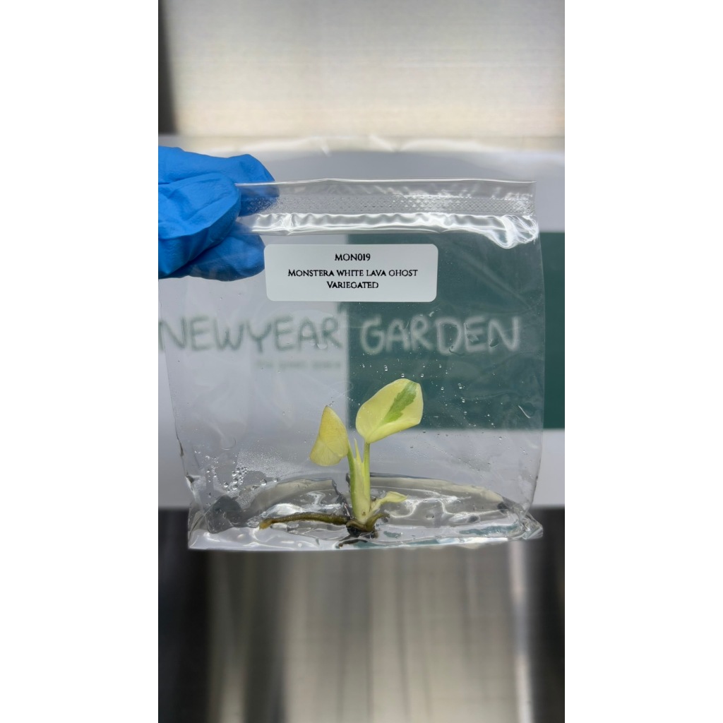 ไม้เนื้อเยื่อ: มอนสเตอร์ร่าไวท์ลาวาโกสด่าง: (MON019) Monstera White Lava Ghost Variegated Tissue Culture (1 plant/bag)