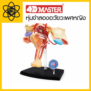 4D Vision หุ่นจำลองอวัยวะเพศหญิง 4 มิติ