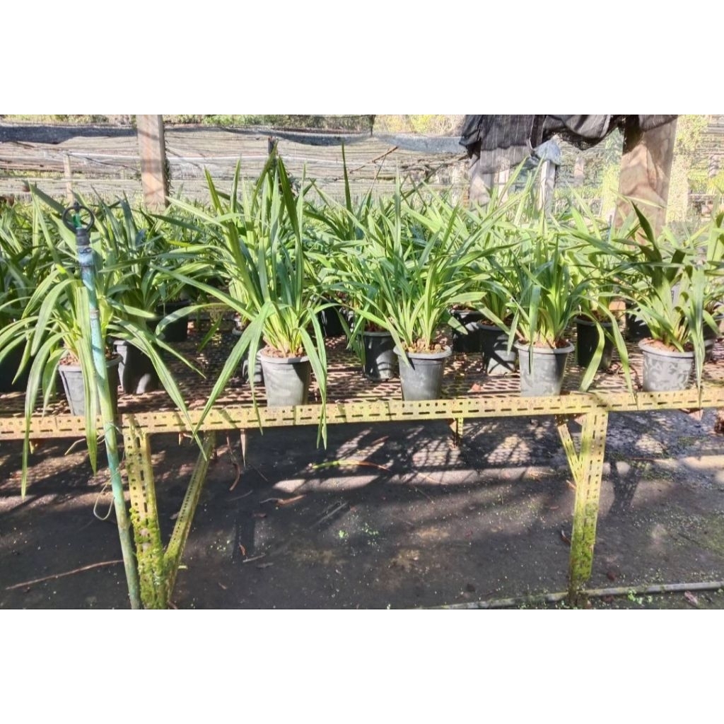 ซิมบิเดียม สีดอกตรงปก ลูกผสมดอกแดง 420 กระถางที่จัดส่งไม่มีดอก - รูปที่ 4