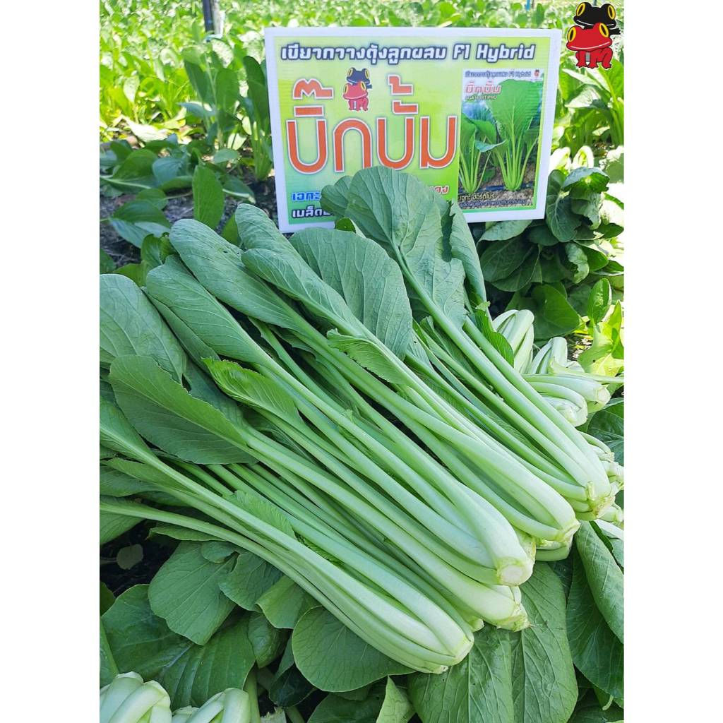 เมล็ดพันธุ์ ผักกาดกวางตุ้งบิ๊กบั๊ม (ถุงใหญ่)