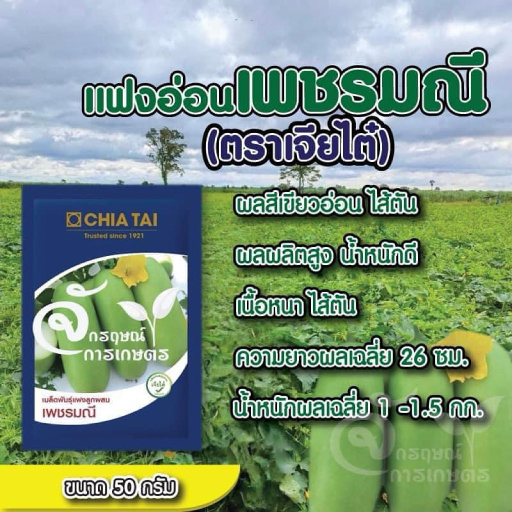 แฟงเพชรมณี  ตราเจี้ยไต๋ ขนาด 50 กรัม 1 ซองมีเมล็ดอยู่ 1500-1800 เมล็ด