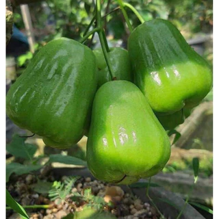 ต้นชมพู่เขียวหยกแบบกิ่งตอน