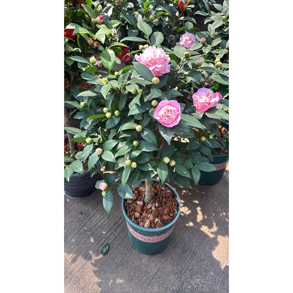 Camellia ของคาเมเลีย คามิเลีย ดอกสีชมพู สูง 80-100ซ.ม. (1 ต้นต่อคำสั่งซื้อเท่านั้น)