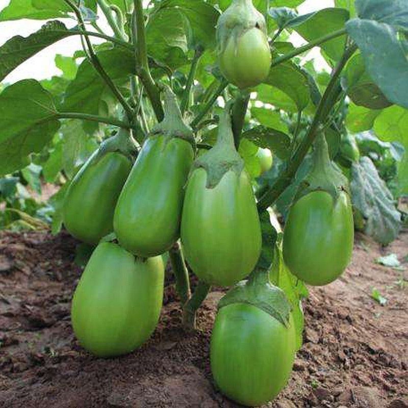 Dwarf Eggplant Seeds เมล็ดพันธุ์ มะเขือยักษ์ พันธุ์หยกภูพาน (Yok Poo Pan Giant Eggplant Seed) บรรจุ 