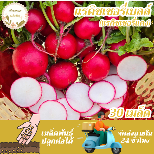เมล็ดพันธุ์ แรดิช เชอรี่เบลล์ 30 เมล็ด Cherry Belle Radish seed เมล็ดพันธุ์แท้ นำเข้าจากต่างประเทศ ปลูกผัก สวนครัว โตไว