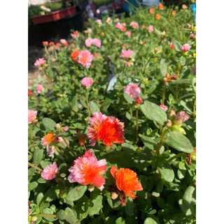 แหวนเพชรม่านไหม💥💥สีใหม่💥💥ครึ่งโล‼️ สำหรับคุณนายแหวนเพชร💍