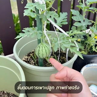 50 เมล็ด เมล็ดพันธุ์แตงโมจิ๋ว แตงโมกระถาง แตงโมแคระติดผลง่าย ผลเล็กน่ารัก เหมาะปลูกกินเอง