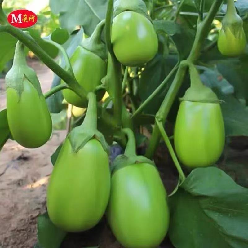 Dwarf Eggplant Seeds เมล็ดพันธุ์ มะเขือยักษ์ พันธุ์หยกภูพาน (Yok Poo Pan Giant Eggplant Seed) บรรจุ 
