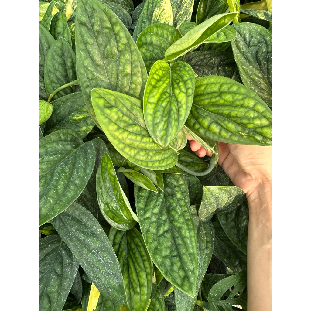 ต้นพลูระเบิด ใบด่าง ใบเขียว เลี้ยงน้ำได้ พลูปีกนก Monstera sp. Karstenianum Variegated ใบย่น มอนสเตอร่า คาร์สตีเนียนัม