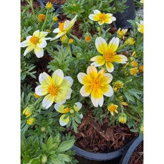 ต้นไบเด้นเลมอน ดอกสีเหลือง-ขาว ดอกไม้ทานได้ กระถาง 5 นิ้ว ติ…