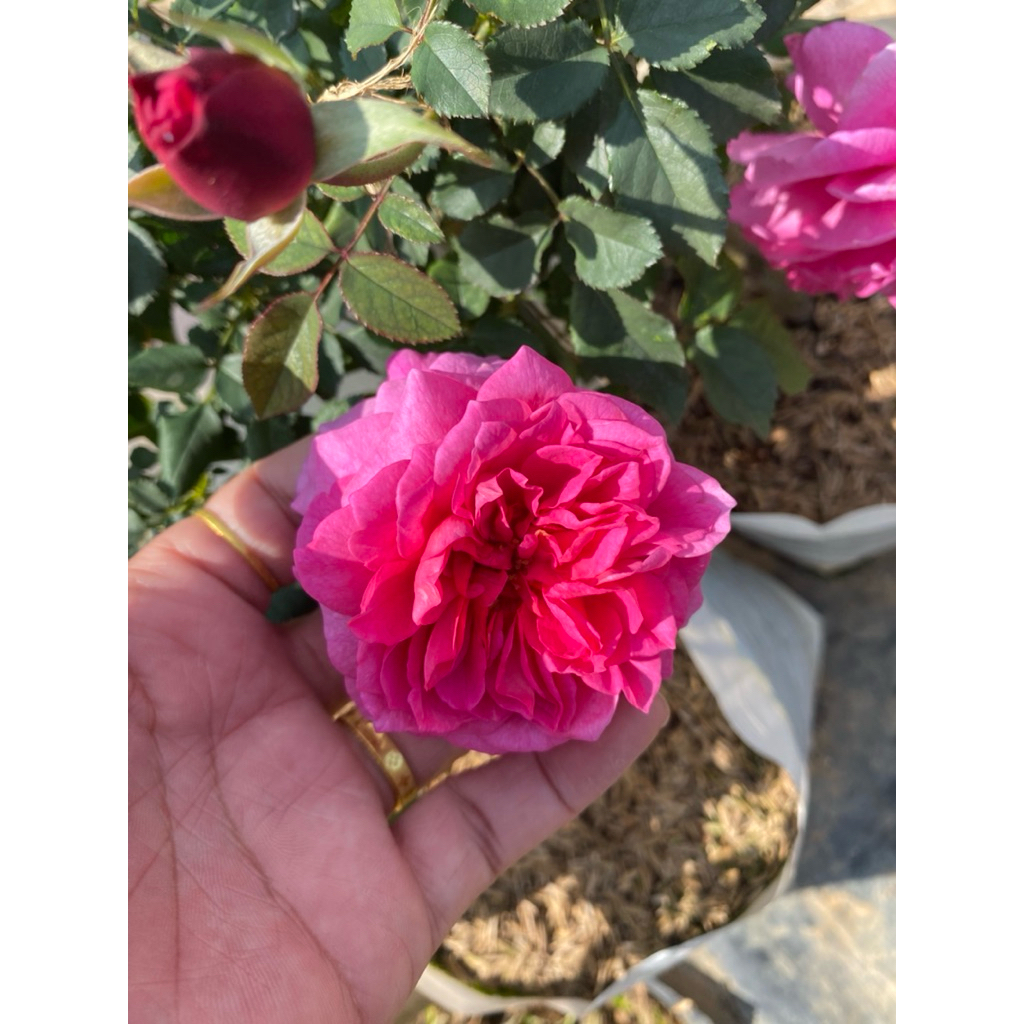 หลาบ กาเบรียลโอ๊ค (Gabriel Oak) เป็นกุหลาบอังกฤษ สีชมพูเข้มกลีบซ้อนฟู มีกลิ่นหอมผลไม้แรง