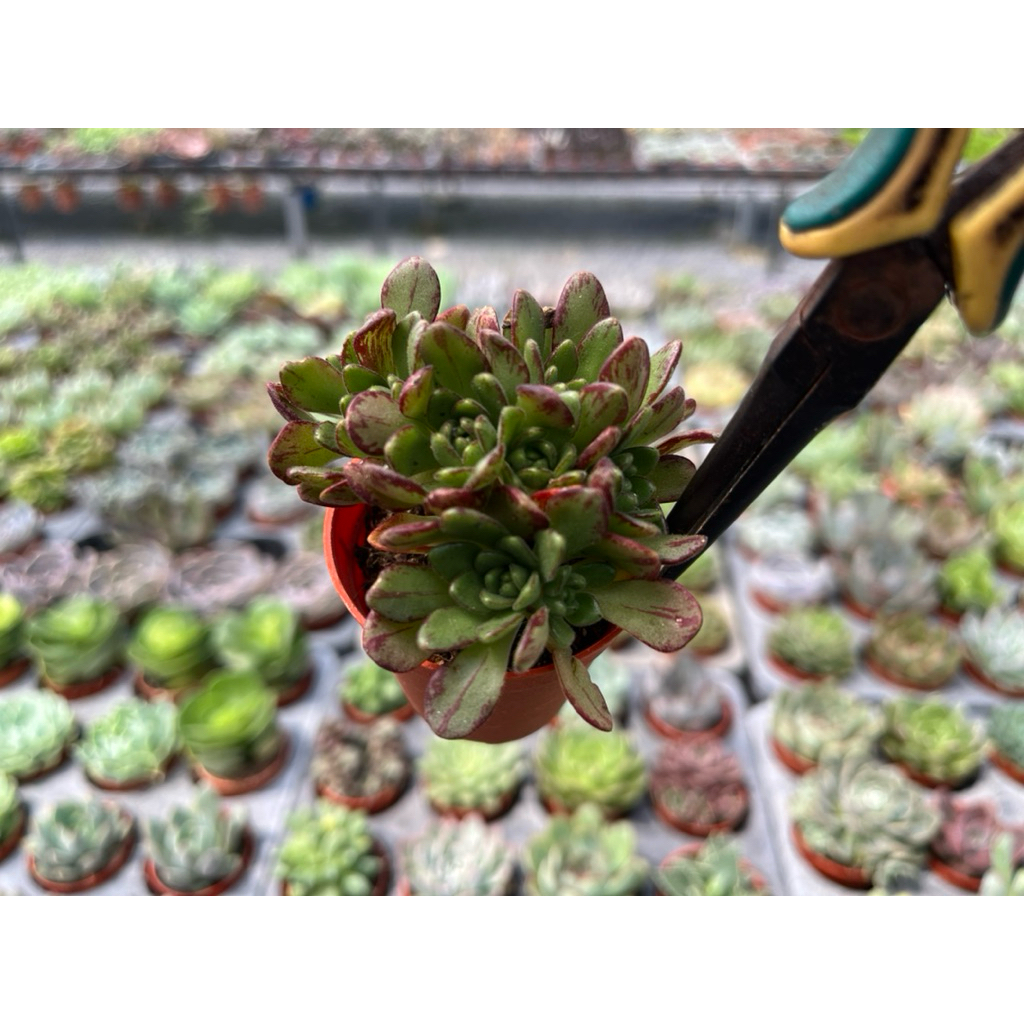 Aeonium   sedifolium