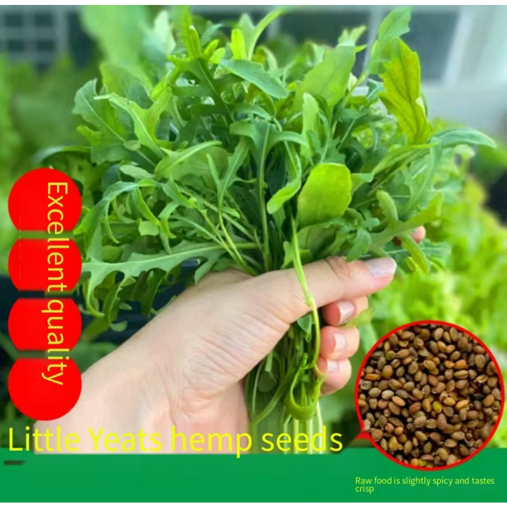 Sesame seed, vegetable seed, multiple pickings, seasonal sowing, potted balcony, rocket lettuce seed