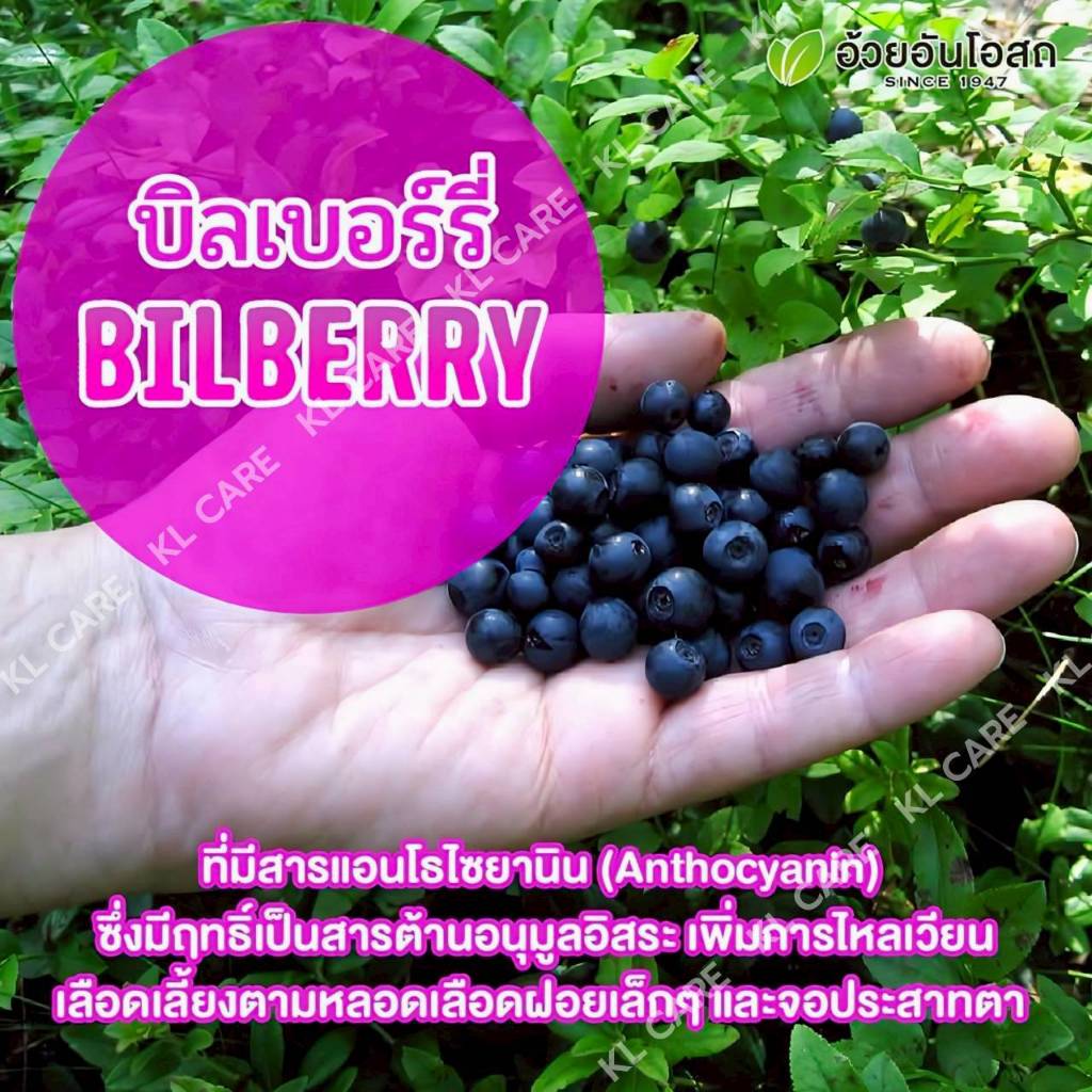 Ocoberry Billberry โอโคเบอร์รี่ สารสกัดจากบิลเบอร์รี่ ดอกดาวเรือง บำรุงสายตา ลูทีน อ้วยอัน 60 แคปซูล - รูปที่ 3