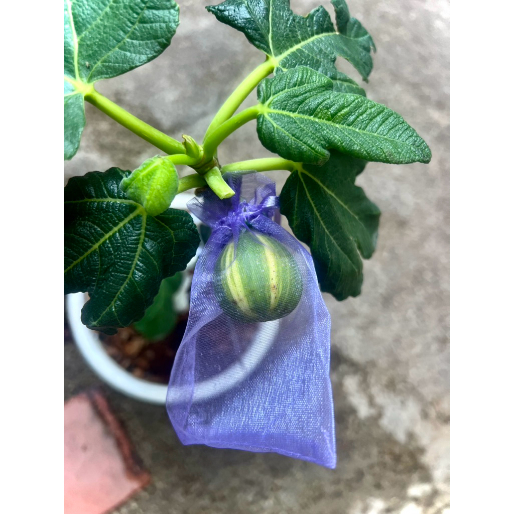 BNR Figs ( Bordissot Negra Rimada ) ต้นพันธุ์ มะเดื่อฝรั่งBNR จากสเปน ลูกสวย ผลลาย 1ในตระกูลเสือ ต้น