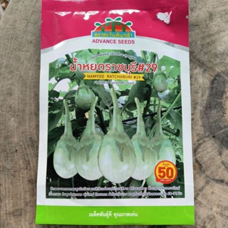 เมล็ดมะเขือเปราะน้ำหยดราชบุรี#29ผลสวย ขั้วใหญ่ มะเขือเปราะ
