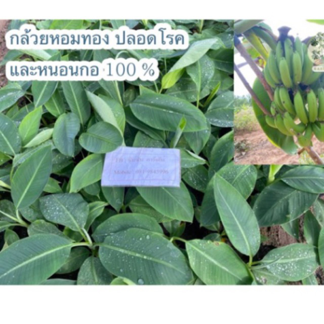 ต้นกล้วยหอมทอง📌จากแล็บเพาะเลี้ยงเนื้อเยื่อ (จำนวน 20 ต้น) 🌿คัดเลือกจากแม่พันธุ์ดี ปลอดโรคและหนอนกอ 100%