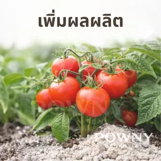 ปูนเปลือกหอย แท้ 100% ฆ่าเชื้อรา แก้ปัญหาใบงอ ใบหยิก รากเน่า เพิ่มแคลเซียม