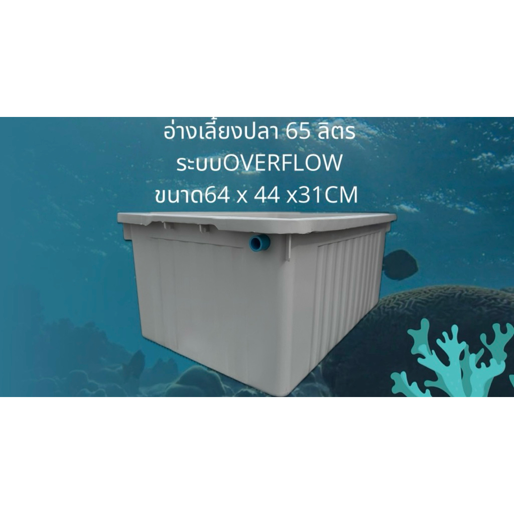 อ่างเลี้ยงปลา 65 ลิตร ระบบoverflow อ่างขาวท่อฟ้า น้ำจะล้นเมื่ออยู่ในระดับท่อ อ่างเลี้ยงปลาหางนกยูง อ