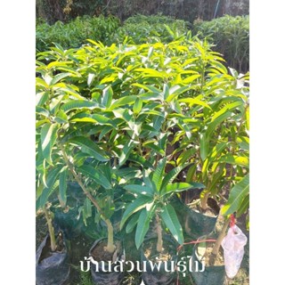 ต้นมะม่วง พันธุ์ขายตึก ต้นเสียบยอด สูง 1.2-1.3 เมตร