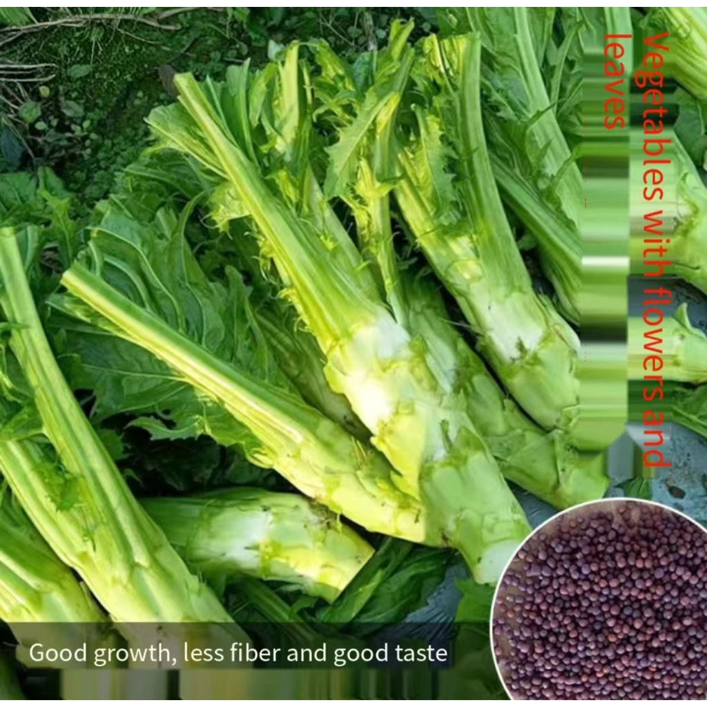 Four season sugar beet heart, green vegetable heart seeds, vegetable seeds, organic vegetable seeds,