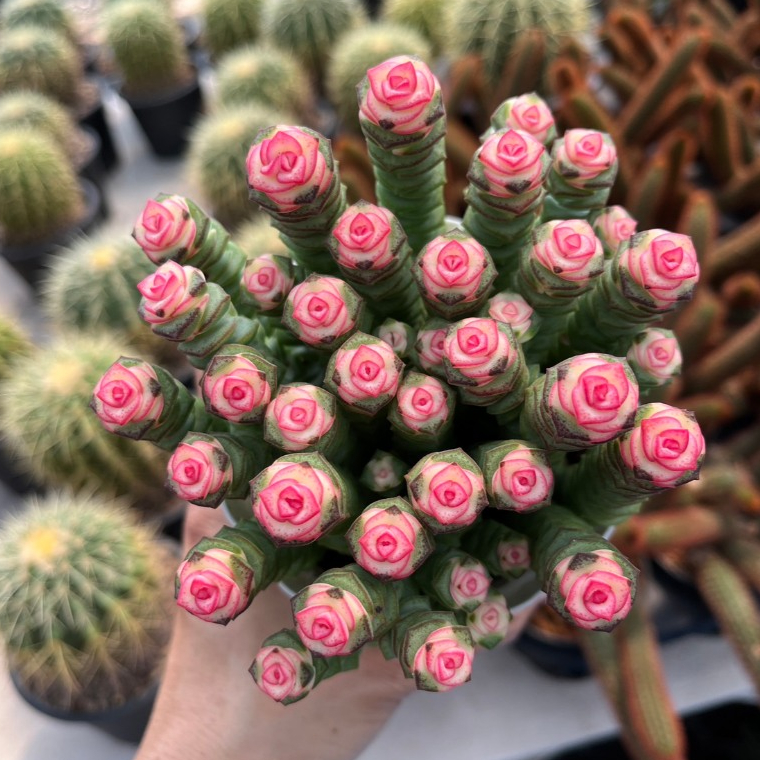 กุหลาบหินหนอนสปริง ต้นหนอนสปริง คราสซูล่า ไม้อวบน้ำน่ารักๆ baby's necklace plant, crassula rupestris marnieriana