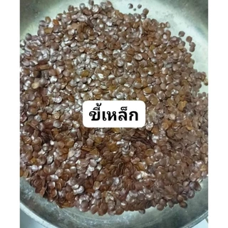 เมล็ดพันธุ์ขี้เหล็กขาว 500 เมล็ด 69 บาทซื้อ 2 แถม 1