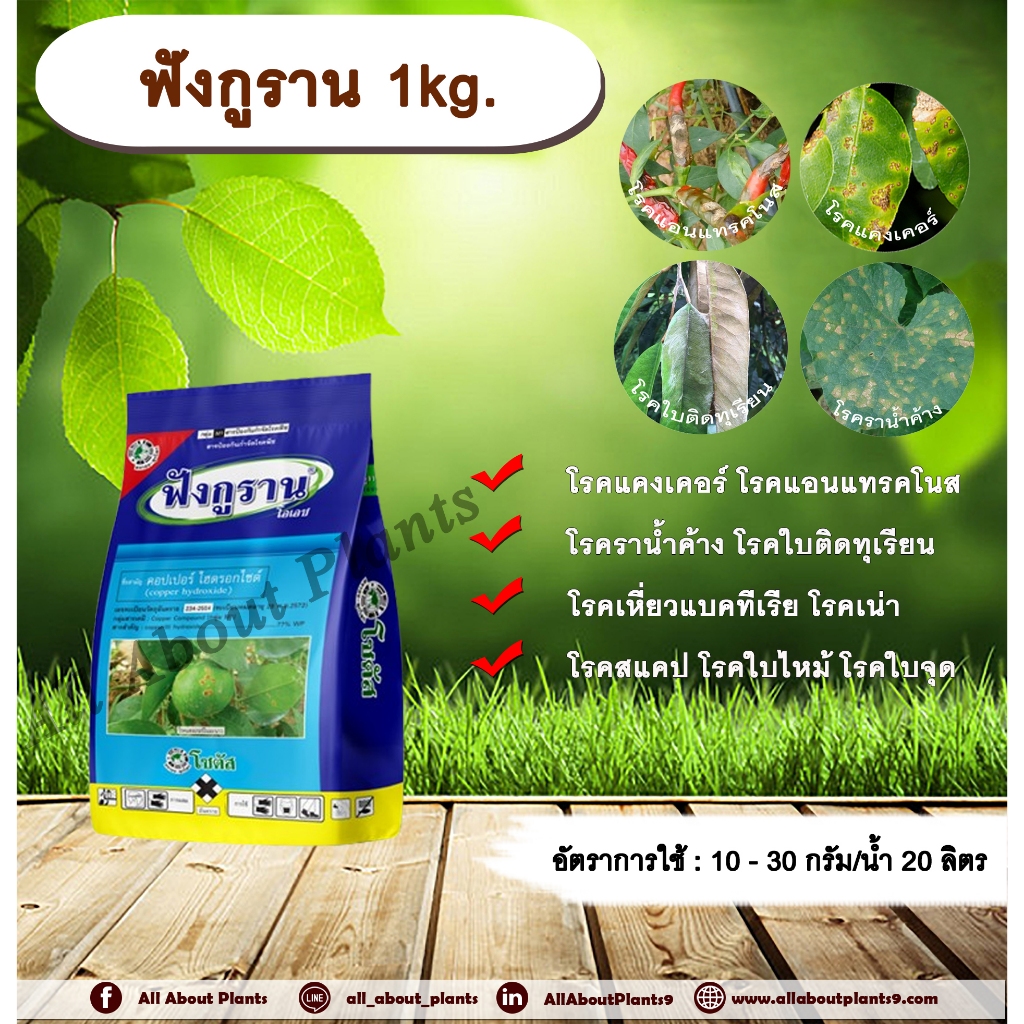ฟังกูราน 1kg. คอปเปอร์ไฮดรอกไซด์ สารกำจัดเชื้อรา สารกำจัดแบคทีเรีย โรคแคงเคอร์ โรคแอนแทรคโนส โรคราน้ำค้าง allaboutplant