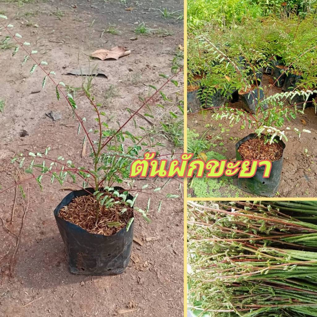 ต้นผักกาดย่า/ผักปู่ย่า/ผักขะยา ผักพื้นบ้านคล้ายกลิ่นแมงแคง