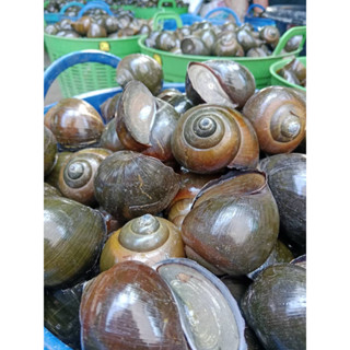 หอยปังธรรมชาติไซ 25-30 ตัวต่อโล