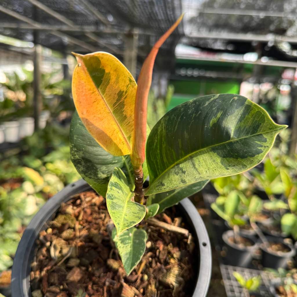 ยางอินเดีย ด่างกระ Ficuselastica shivereana