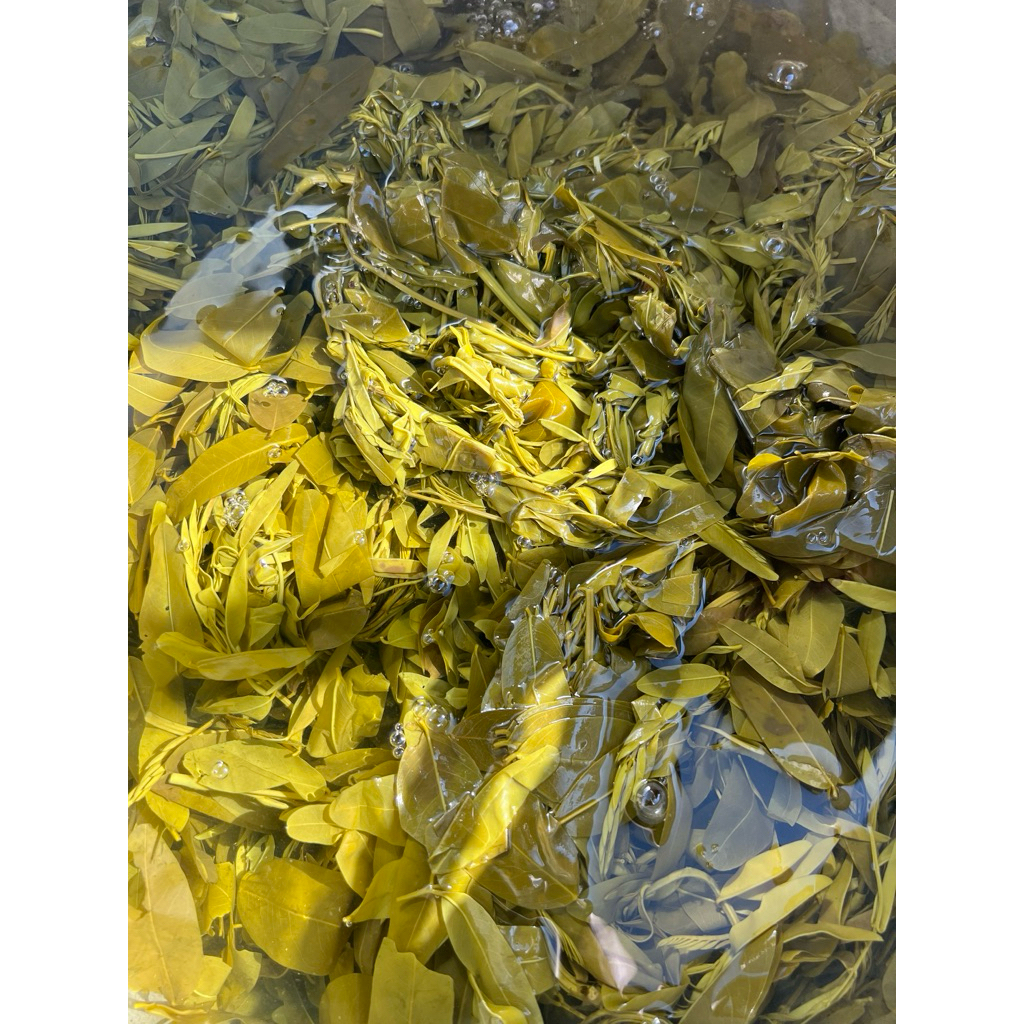 ขี้เหล็กต้มขมน้อย 250กรัม และเซตพร้อมแกง (มีพร้อมส่ง)