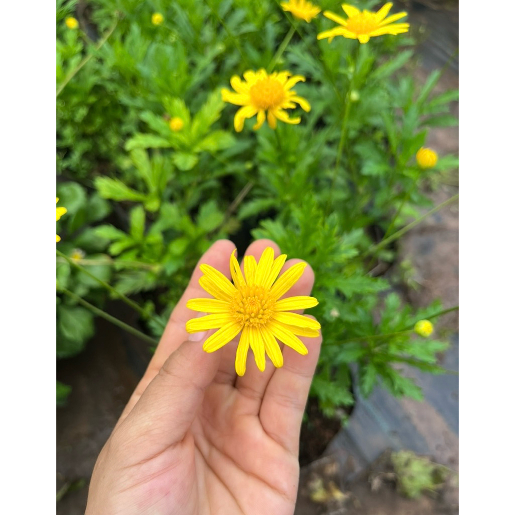 🌱ต้นกล้า Daisy สะวันนา พร้อมปลูก🌼สีเหลือง บานทน ปลูกง่ายโตไว