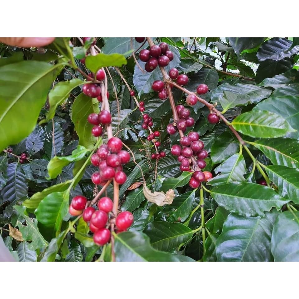 กาแฟดอยวาวี เมล็ดกาแฟเกรดA เมล็ดกาแฟคั่า 73 My Blueberry กาแฟสูตรพิเศษ กาแฟอาราบีก้า Arabica - รูปที่ 3