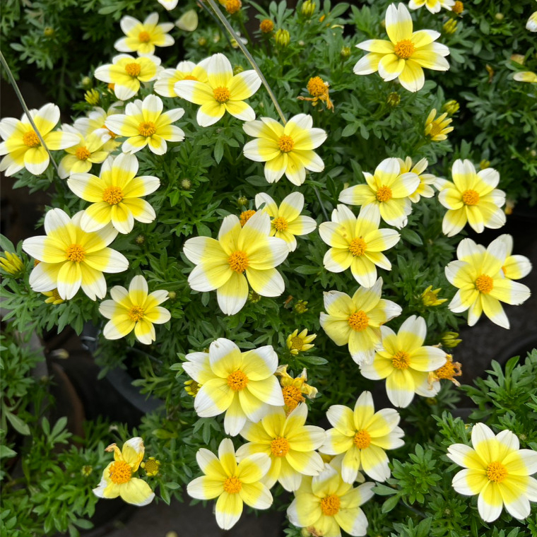 ไบเดนส์สีขาวเหลืองสดใส ดอกกินได้ ตกแต่งอาหารได้ Bidens Dorado Lemoncello, Bidens golden eye